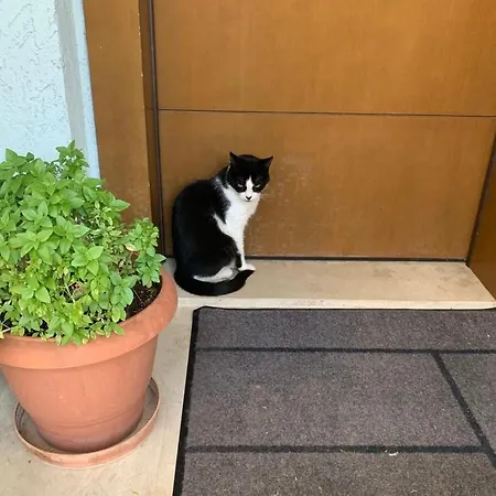 Something Different In Apartmán *